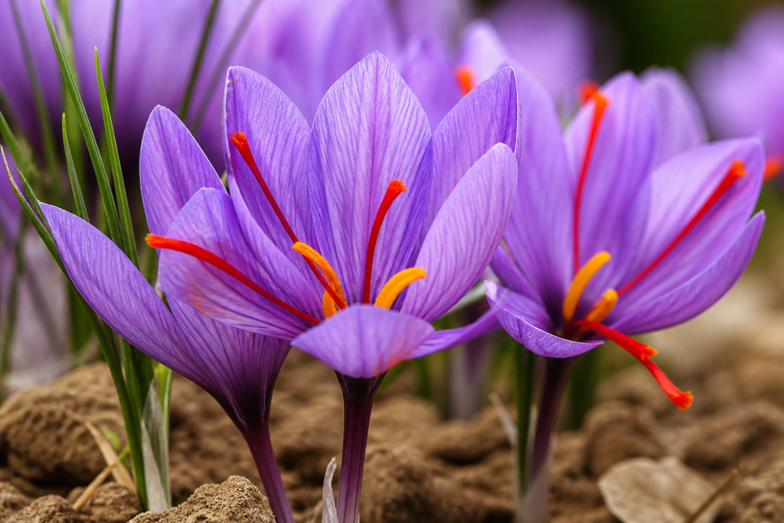 Saffron botanical macro